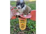 Cucciola di Maltipoo