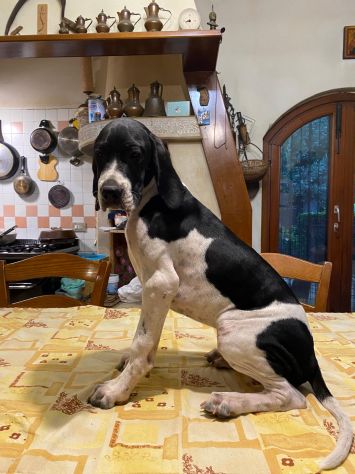 Pointer Inglese con Pedigree - Foto 7