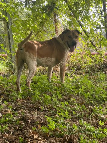CASPER TRASFERITO E DIMENTICATO; CANE IN ADOZIONE - Foto 8