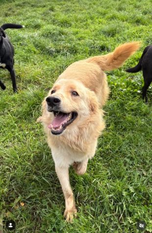 PUMBA DOLCISSIMO simil Golden retriever cane in adozione
