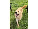 PUMBA DOLCISSIMO simil Golden retriever cane in adozione