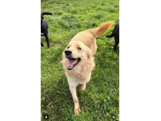 PUMBA DOLCISSIMO simil Golden retriever cane in adozione