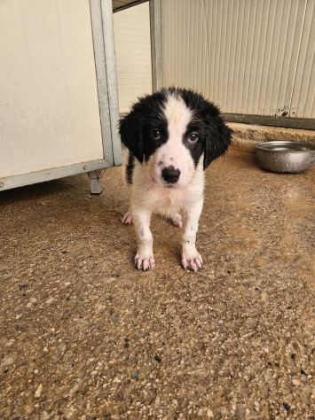 Rino: 2 mesi taglia contenuta - Foto 8