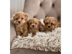 Maltipoo cuccioli - pagamento personalizzato