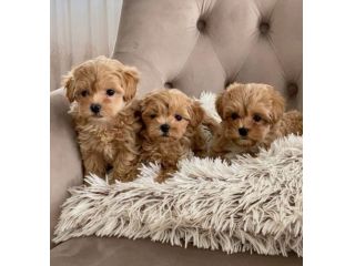 Maltipoo cuccioli - pagamento personalizzato