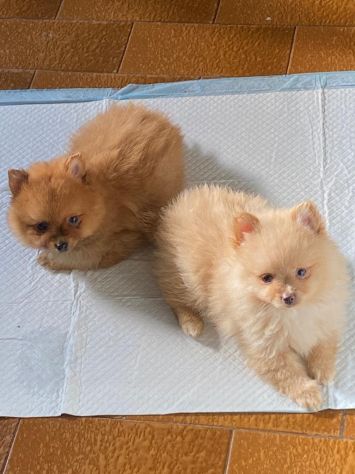 Cuccioli della Pomerania - Foto 2