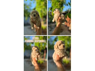 Maltipoo