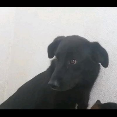 DONNA, ALTRA VITTIMA DI DEPORTAZIONE CAGNOLINA IN ADOZIONE - Foto 5