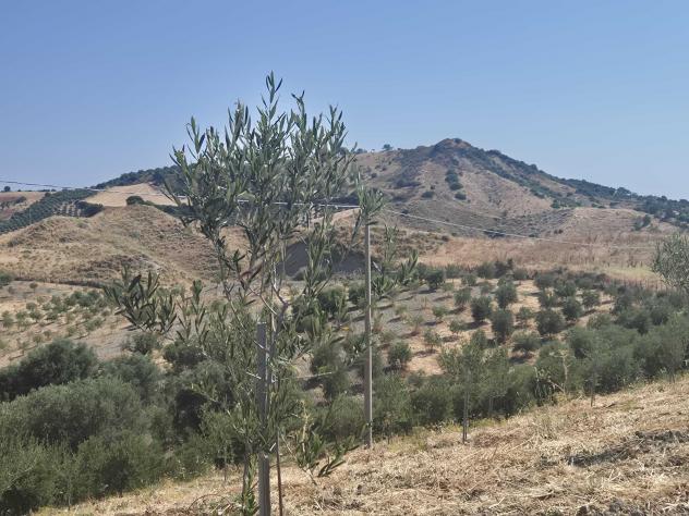 Agricolo in Contrada Strange - Foto 3