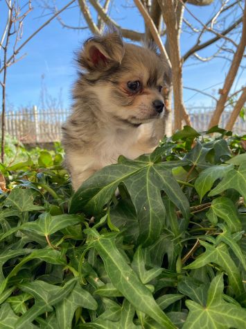 Chihuahua maschio