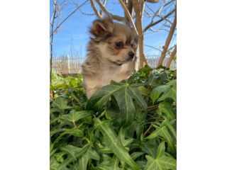 Chihuahua maschio