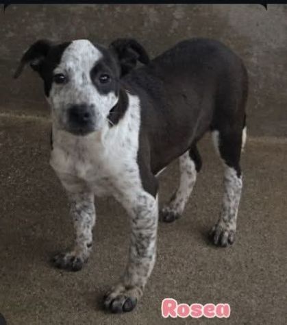 MAURA, VARCO, ROSEA, PEPPINO, CUCCIOLI IN ADOZIONE - Foto 5