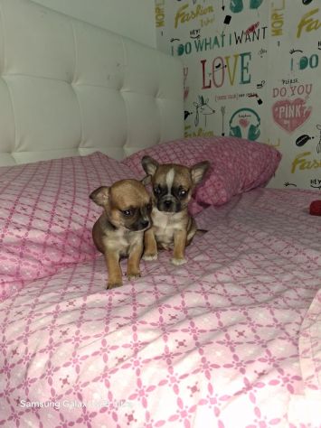 Chihuahua Toy mini - Foto 2