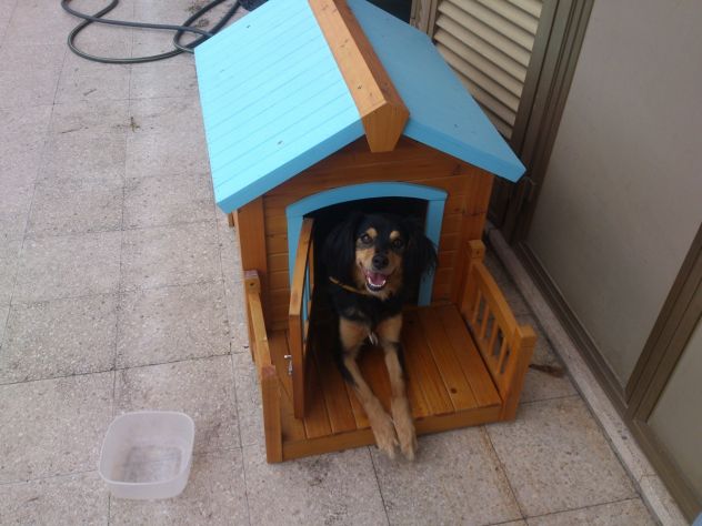 BIRILLO, tenero cagnolino - Foto 2