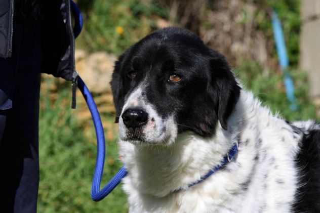 Ho solo 7 anni, mi condannate a marcire in un canile perchè non sono cucciolo! - Foto 2
