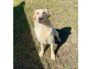 VITO MIX GOLDEN CANE IN ADOZIONE