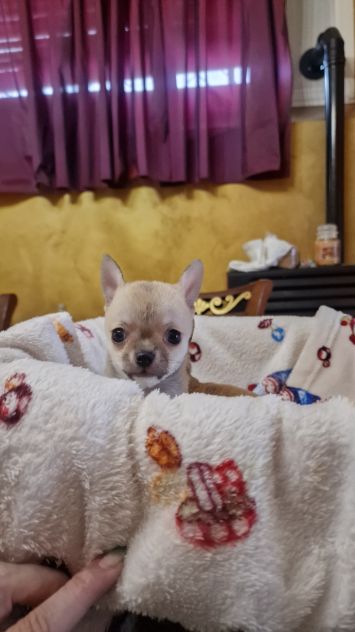 Cuccioli di chihuahua - Foto 2