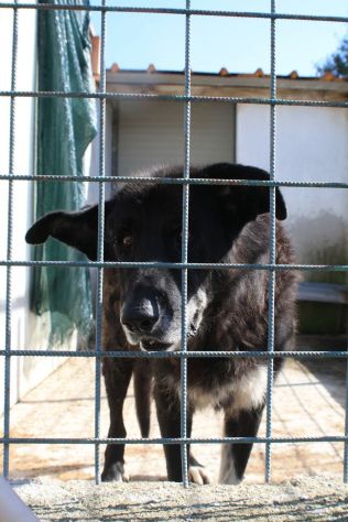 RINCHIUSO IN CANILE DA 10 ANNI NONNO NOIR - Foto 3