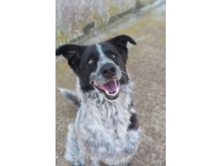 Tanju il bellissimo cane da adottare