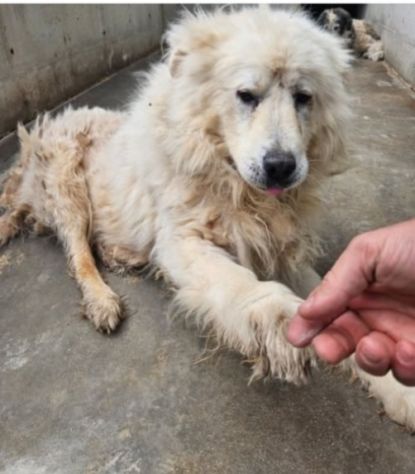Leone Pastore Abruzzese non ne può più di stare sul cemento!