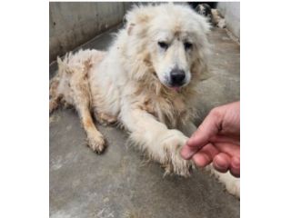 Leone Pastore Abruzzese non ne può più di stare sul cemento!