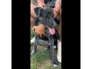 SHADOW AMOROSO CUCCIOLO IN ADOZIONE