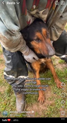 SALLY LA TENEREZZA CANE IN ADOZIONE TG MEDIA - Foto 8