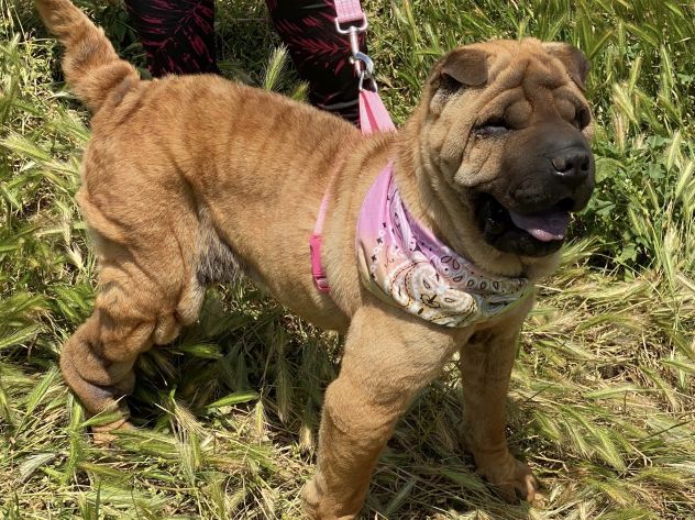 Adotta Anita dal canile , simil Shar pei - Foto 5