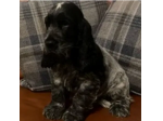 Cuccioli di COCKER SPANIEL MASCHIO E FEMMINA