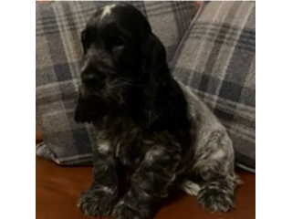 Cuccioli di COCKER SPANIEL MASCHIO E FEMMINA