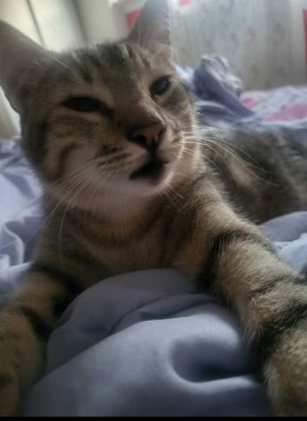 Gatti - Foto 3