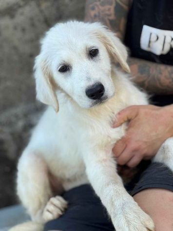 SOLE ADORABILE CUCCIOLA IN ADOZIONE - Foto 4