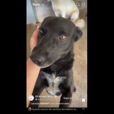 EBONY CATTURA IL CUORE CANE IN ADOZIONE - Foto 5