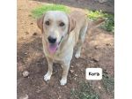 Kora simil labrador