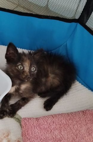 GATTINI DOLCISSIMI - Foto 6