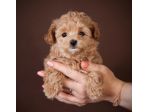maltipoo cuccioli toy