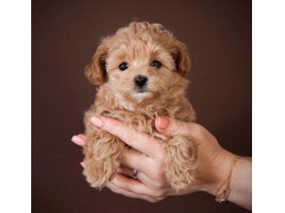 maltipoo cuccioli toy