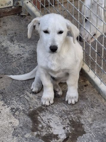PIPPO CUCCIOLO 3 MESI taglia media IN CANILE - Foto 4