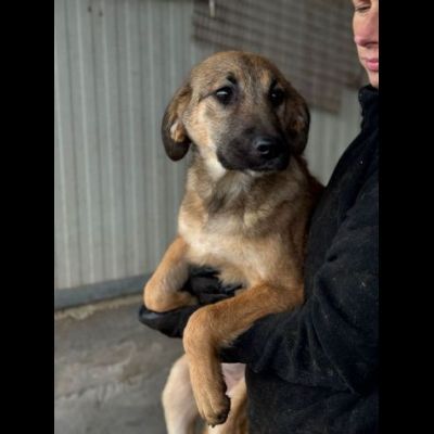 CUCCIOLI IN ADOZIONE: SHELLY ADORABILE LUPETTA TG MEDIA - Foto 2