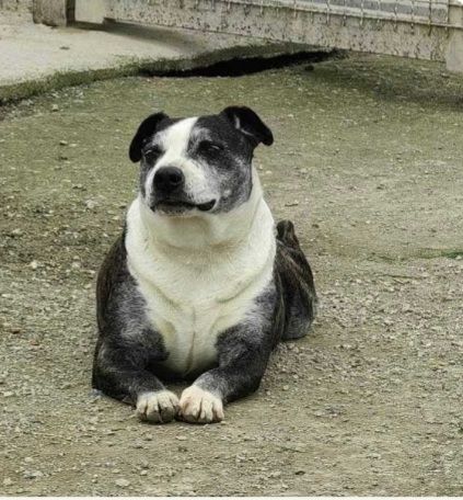 Simil Amstaff 10anni non facciamolo morire in canile! SUD - Foto 2