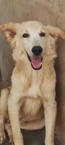 CUCCIOLO IN ADOZIONE: CECCO - Foto 2