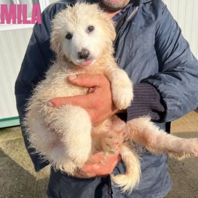 CUCCIOLI IN ADOZIONE UN MIRACOLO DI SALVEZZA - Foto 6