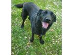 Total black,5anni,tg grande,in canile da sempre,NESSUNO L HA SCELTO! MOLISE