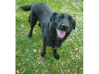 Total black,5anni,tg grande,in canile da sempre,NESSUNO L HA SCELTO! MOLISE