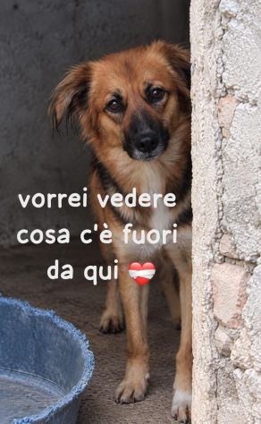 FRECCIA - 4 ANNI - 13/15 KG CIRCA - Foto 5