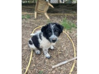 Zorro cucciolo