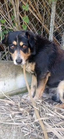 GATSBY CAGNOLINO IN ADOZIONE - Foto 3