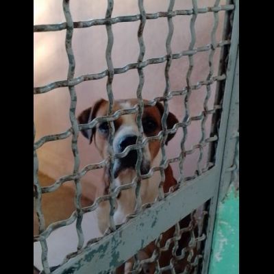 NADIR SIMIL BOXER SOCIEVOLE EDUCATO CANE IN ADOZIONE - Foto 4