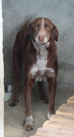 CHOCOLATE 4 ANNI