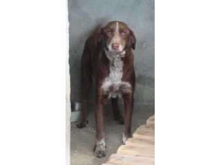 CHOCOLATE 4 ANNI